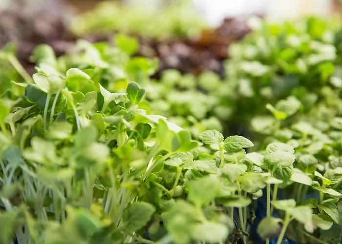 Auszeit - Frühstückshotel Hotel 3*